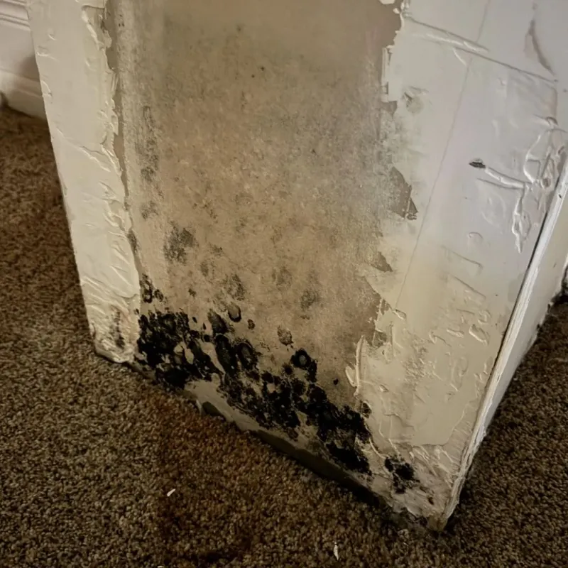 Professional Mold Removal in City of Alexandria, VA